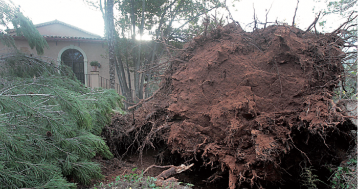 Imatge d’un dels arbres arrencats de soca-rel pel vent, a la zona posterior de la Masia