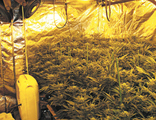 Una plantació de marihuana descoberta pels Mossos d’Esquadra