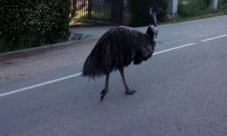 Un emú