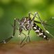El cicle biològic dels mosquits tigre és molt curt, de 15 dies
