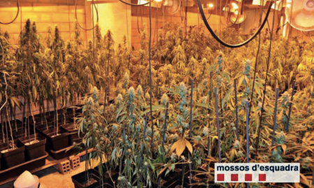 Plantació de marihuana desmantellada pels Mossos