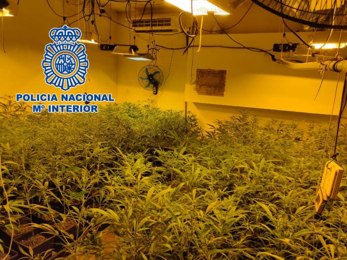 plantacio marihuana policia nacional