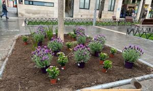 Renovació de plantes i flors dels parterres de Sant Roc / CEDIDA