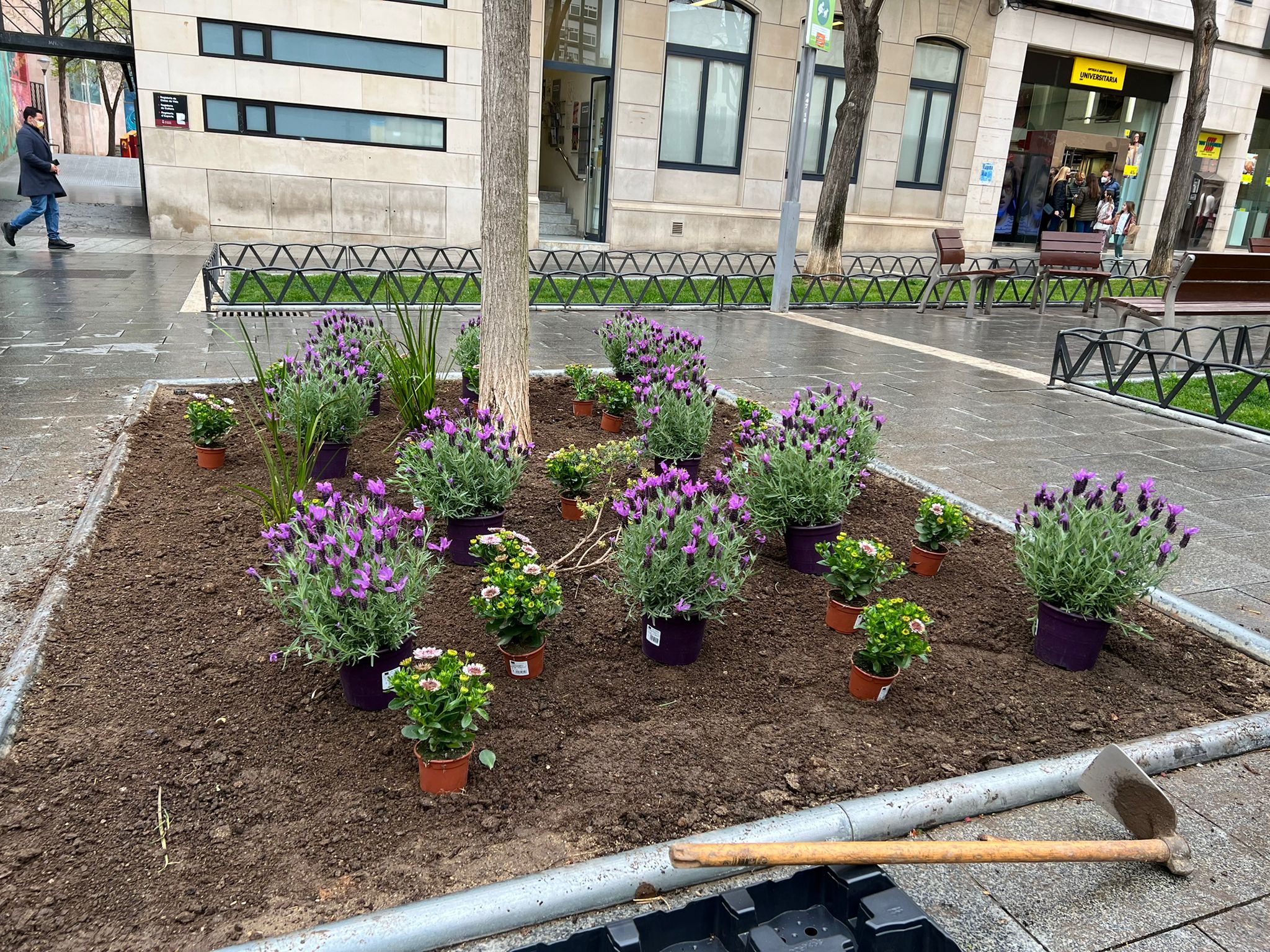 Renovació de plantes i flors dels parterres de Sant Roc / CEDIDA