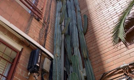 cactus de Can Deu Sabadell