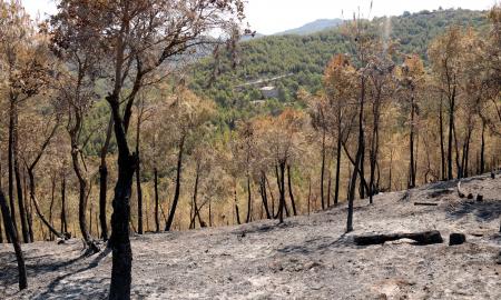 En primer terme, una zona de bosc cremat al Pont de Vilomara