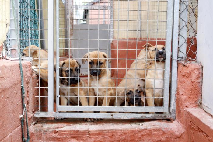 Gossos protectora d'animals Sabadell